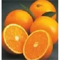 Valencia oranges